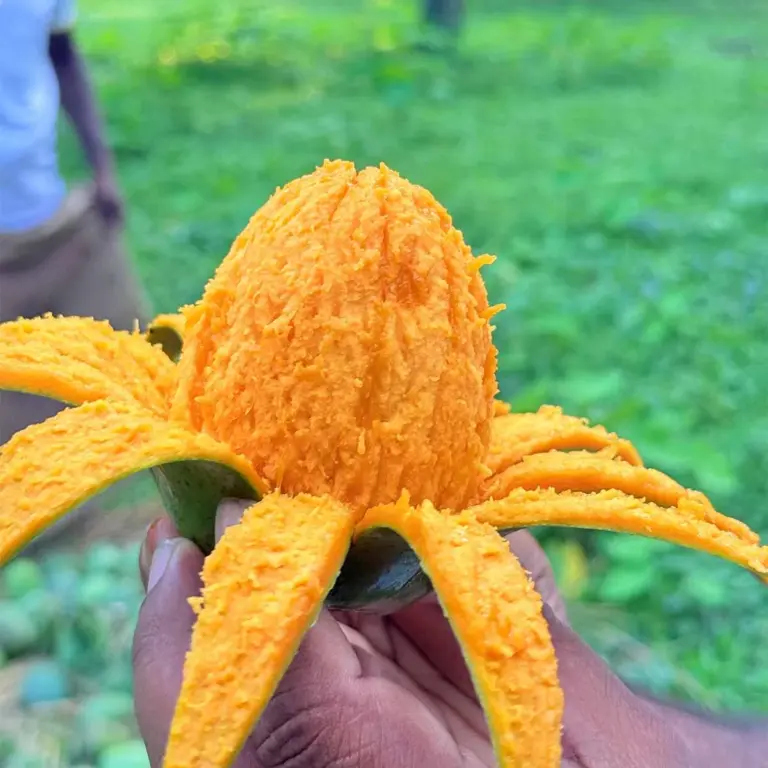 হিমসাগর আম - ২০ কেজি